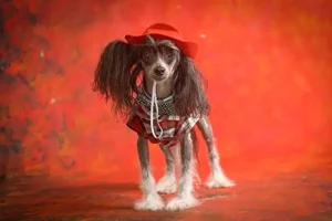 Valentine's Day Pet Photoshoot Gallery