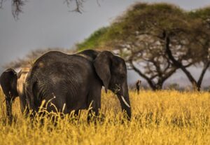 elephant