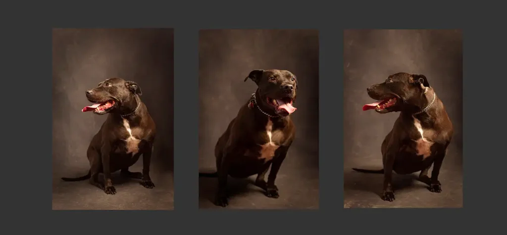 Studio Pet Portraits Near You